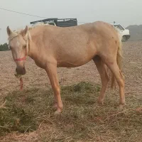 مادیون ۴ ب ۵