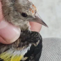 جوجه سهره