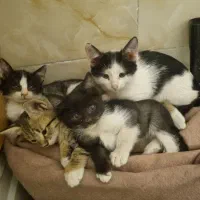 واگذاری گربه