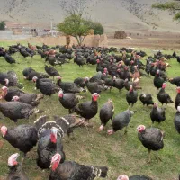 بوقلمون طبیعی|حیوانات مزرعه|انگوت, |دیوار