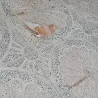 کبوتر دم سفید ماده