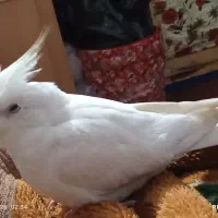 عروس هلندی زیبا