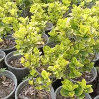 شمشاد طلایی و حدود ۱۰۰ عدد نهال تامسون  خونی  لیمو