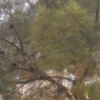 نیازمند کار در انباری و نگهبانی