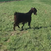 بز  قصر|حیوانات مزرعه|سبزوار, ایزی شهر|دیوار