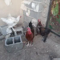 خروس دیلگونی|حیوانات مزرعه|سوق, |دیوار