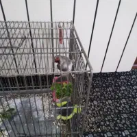 سره|پرنده|پردیس, فاز ۳|دیوار