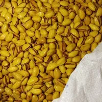 پسته احمد آقایی و کله قوچی درجه یک زیر قیمت بازار