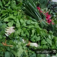 انواع سبزی جور کیلوی پنجاه تحویل درب منزل