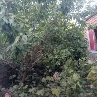 خانه ویلایی باغ سالار