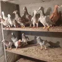 هفت رنگ خطی آس چپ سیاه