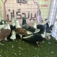 کفتر ،لوازم ،دونه|پرنده|بیرجند, |دیوار