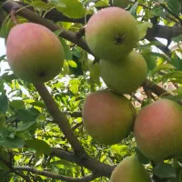 گلابی اسپادانا منطقه بدرانلو