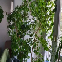 گیاه لینداسالم بن جامین یوکا اپارتمانی|گل و گیاه طبیعی|تهران, زعفرانیه|دیوار