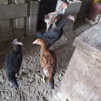 لاری ، محلی ،بوقلمون|حیوانات مزرعه|بناب, |دیوار