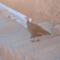 بوقلمون  محلی