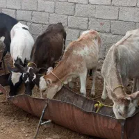 ۸راس گوساله ماده