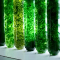 پودر جلبک اسپرولینا سوپرگرید (A)