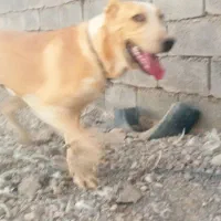 کچ دل خراسانی