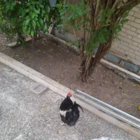 فروش فوری خروس کلکسیونی