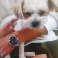 توله شیتزو ارام فقط ۴تومن