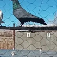 کبوتر زغالی عتیقه