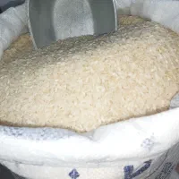 برنج کامفیروزی درجه یک به شرط پخت و تازه|خوردنی و آشامیدنی|شیراز, کوشک میدان|دیوار