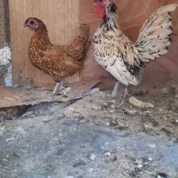 مرغ زینتی تخم کن