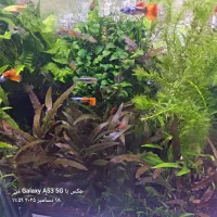 گیاه آبزی و پلنت