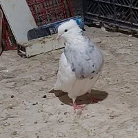 کبوتر طوقی|پرنده|جوانرود, |دیوار