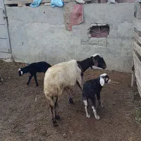 دوراس میش بره دار جوان|حیوانات مزرعه|سیمین شهر, |دیوار