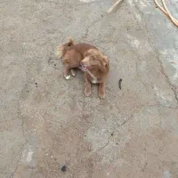 سک پا کو تاه