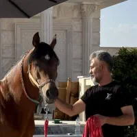 نریون دو سر عرب|اسب و تجهیزات اسب‌سواری|اراک, |دیوار