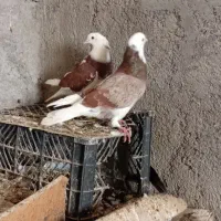 کبوتر همه سالم به زمانت|پرنده|قرق, |دیوار