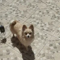 یک پامرانین