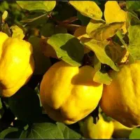 نهال فروش به آناناسی ۲ ساله