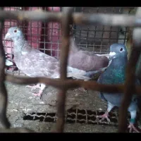 ۷ عدد پلاکی|پرنده|ایلام, |دیوار