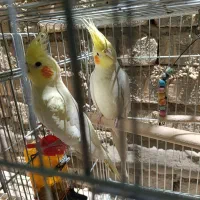 فروش عروس هلندی جفت