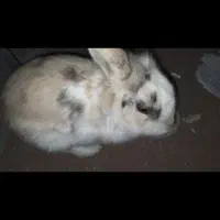 خرگوش سفید گمشده - مژدگانی میدم|حیوانات|قدس, شهر‌قدس|دیوار