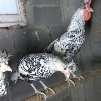 مرغ خروس اپنزلر