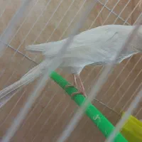 قناری کشیده بلند|پرنده|مشهد, حرم مطهر رضوی|دیوار