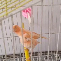 قناری|پرنده|شهرکرد, |دیوار