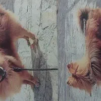 پامر گم شده