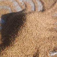 بذر بادمجان محلی