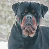 توله سگ کن کورسو روتوایلر