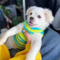 مالتیز مودب