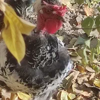 خروس لاری و خروس مشکی|حیوانات مزرعه|مشکین‌دشت, |دیوار