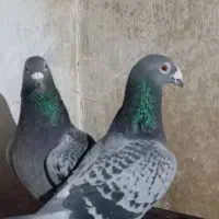 پلاکی|پرنده|شیراز, داریون|دیوار