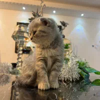 گربه بریتیش