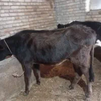 گاو|حیوانات مزرعه|گرمی, |دیوار